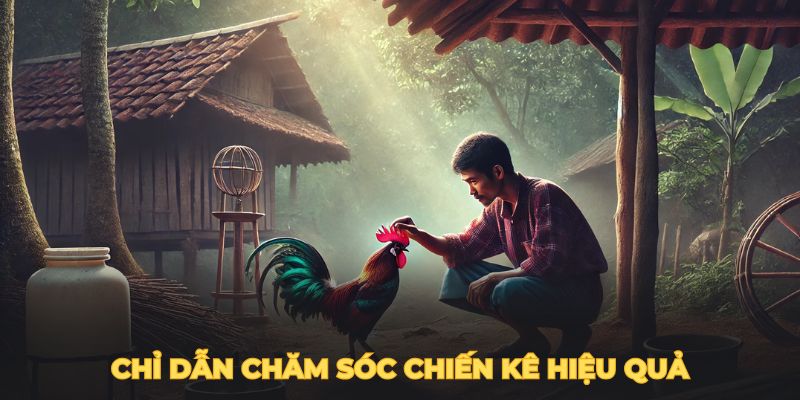 Chỉ dẫn chăm sóc chiến kê hiệu quả